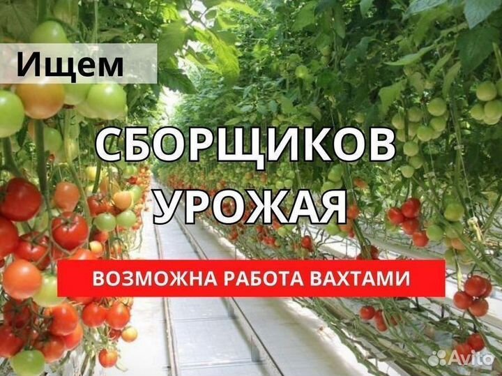 Сборщик урожая