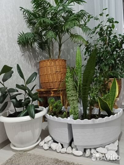 Комнатные цветы