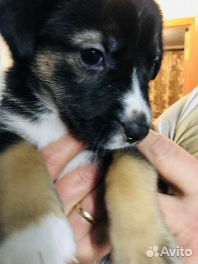 Щенки в добрые руки