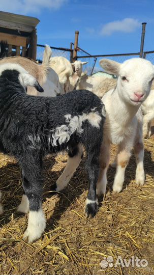 Ягнята баранчики, козлята нубийцы, поросята