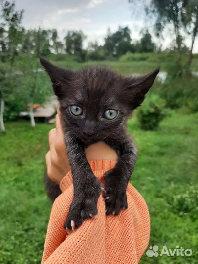 Котята в добрые руки бесплатно
