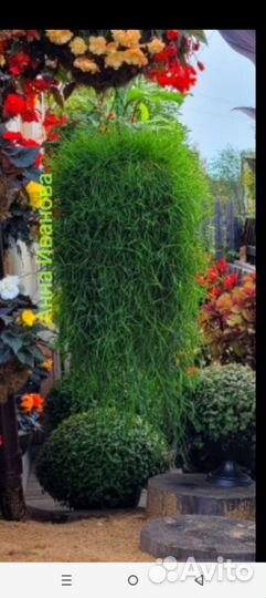 Комнатные цветы, Чунский, Братск, Тайшет