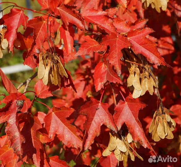 Клен Гиннала