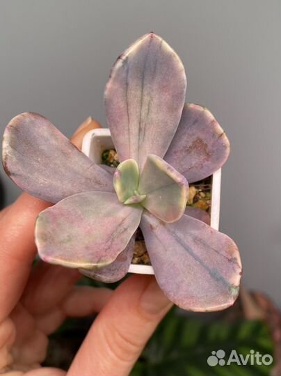 Суккуленты вариегатные, домашние