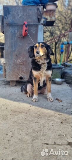 Собака обработан