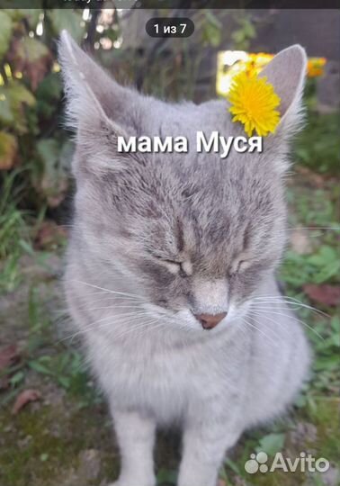 Котята в добрые руки