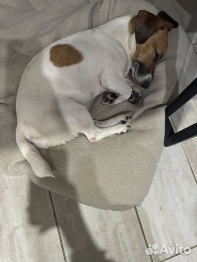 Джек-Рассел терьер отдам в добрые руки