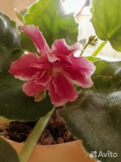 Листики сортовых фиалок и безымяшек