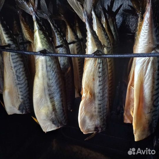 Рыба скумбрия х/к