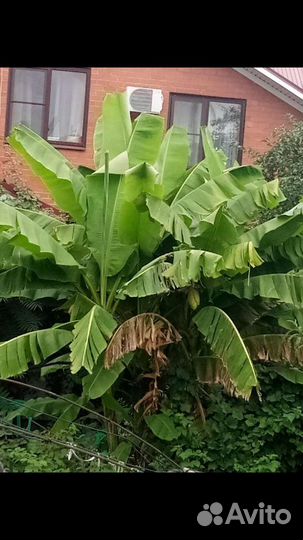 Банановая пальма