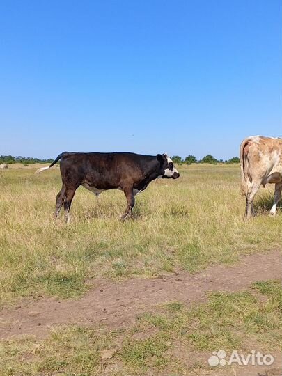 Бычки и Тёлочки