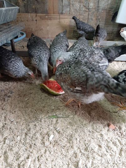 Молодые курочки несушки