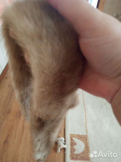 Шкурка животного