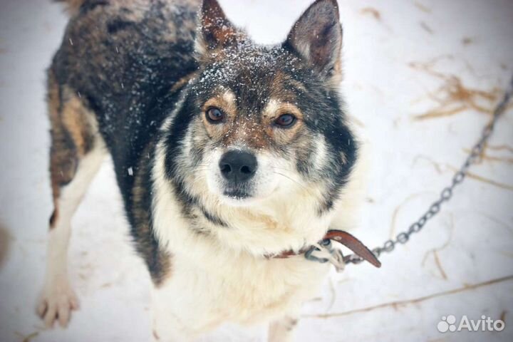 Пёс Дядя Митя