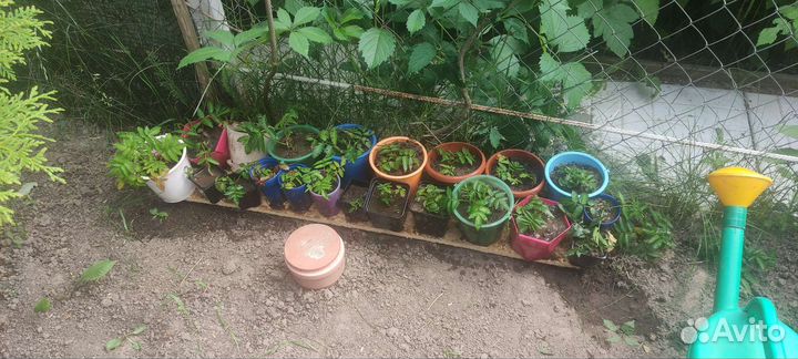 Малина клубника