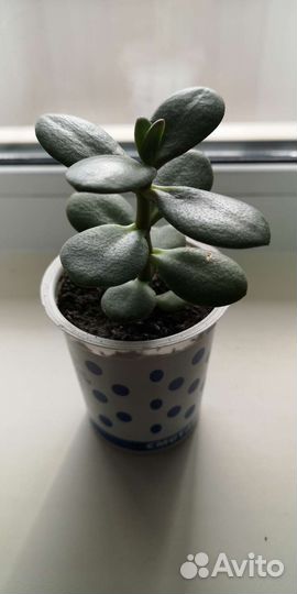 Фиалка, денежное дерево