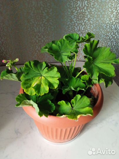 Пеларгония герань