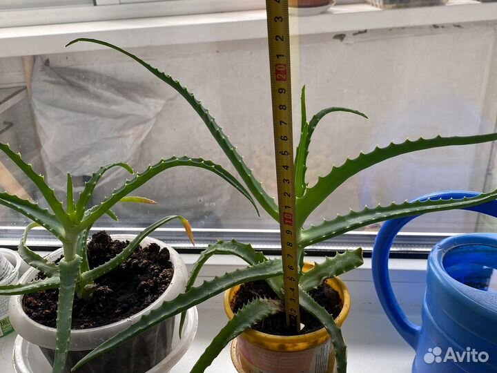 Алоэ лечебный. Вера