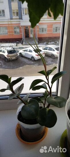 Пеперомия туполистная