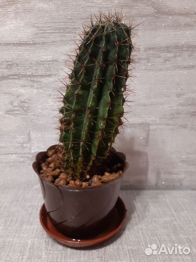 Кактус эхинопсис