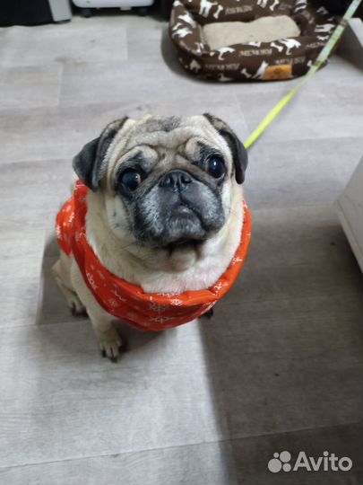 Продам мопса. Девочка 4 года