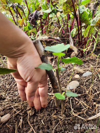 Саженцы инжира