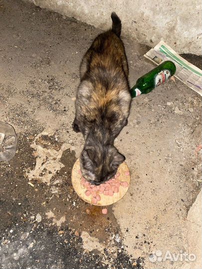 Кошка в дар