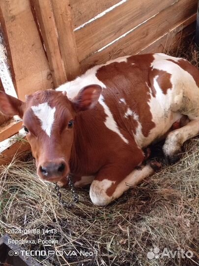 Бычок симментал