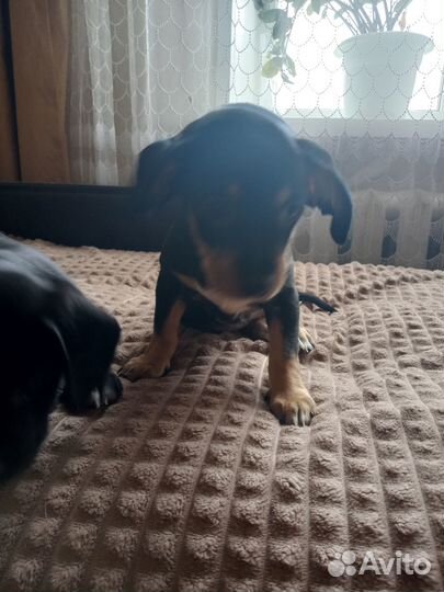 Домашние животные собаки щенки