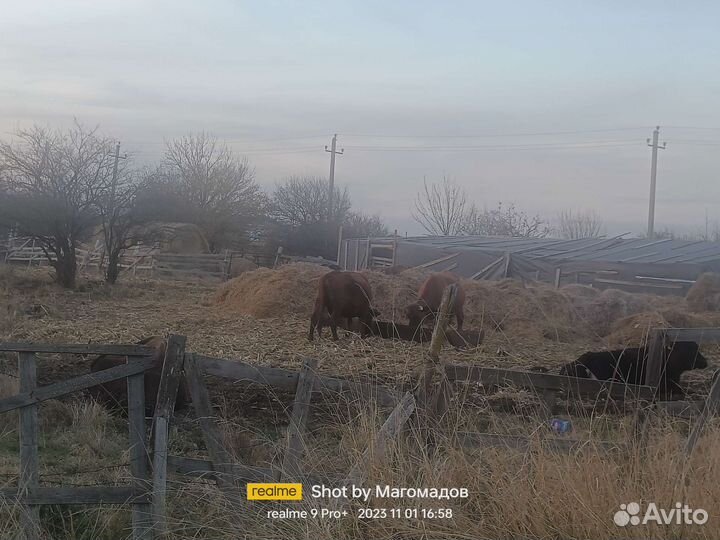 Коровы стельные