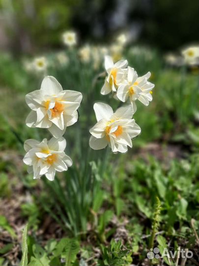 Нарциссы
