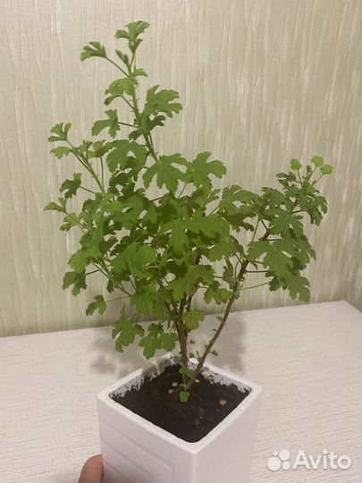 Пеларгония душистая