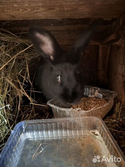 Кролики мясные