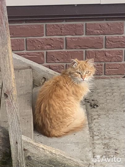 Отдам бесплатно кошек