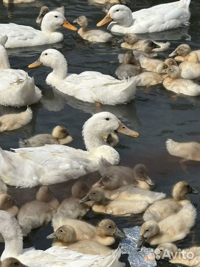 Пекинская утка