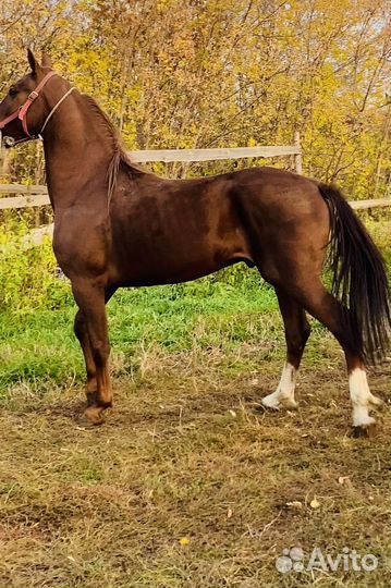 Жеребец 2года