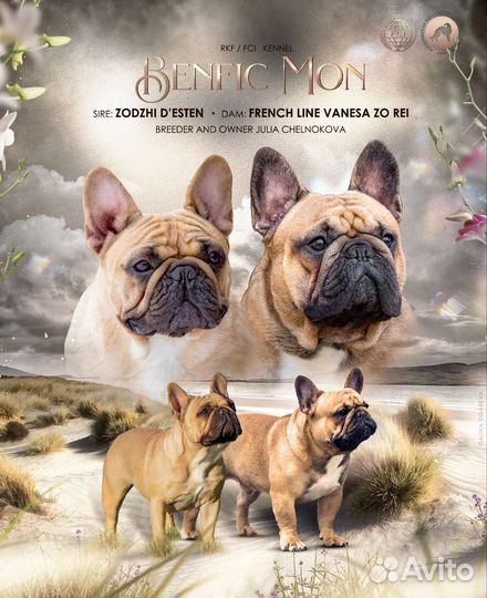 Шикарный мальчик французик