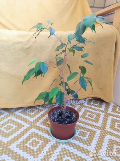 Фикус Бенджамина Экзотика