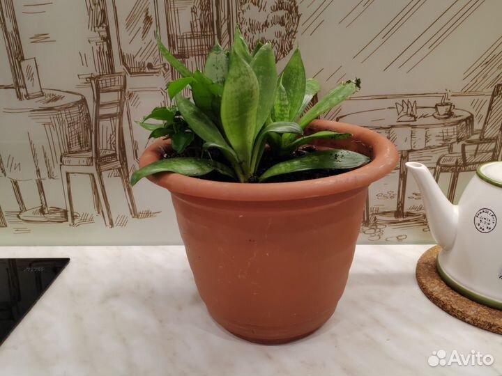 Сансевиерия бесплатно