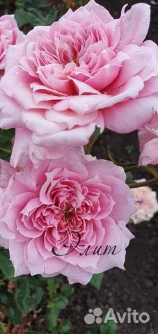 Японские розы