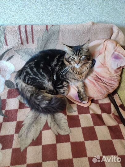 Котята мейн-кун