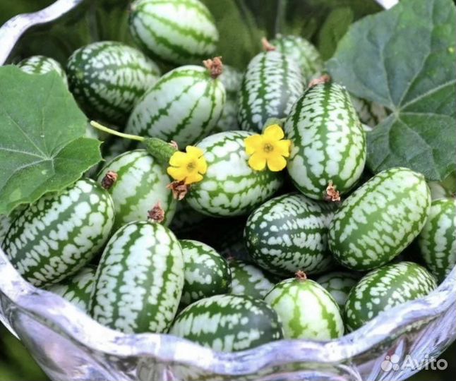 Огурец арбузик семена