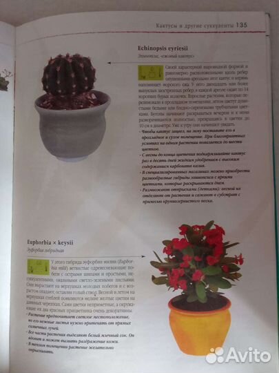 Энциклопедия комнатных растений