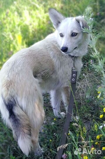 Одинокая Белочка ищет семью