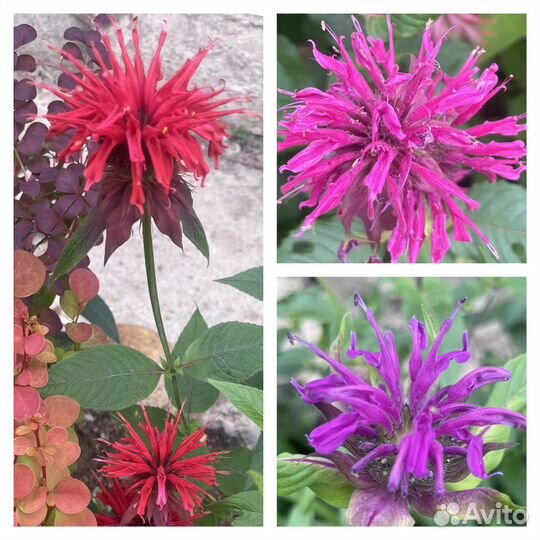 Многолетники для сада цветы