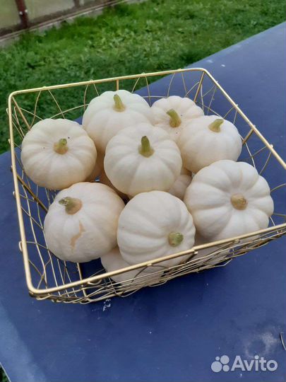 Тыква бэби бу