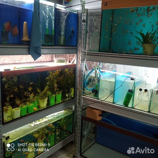 Аквариумные рыбки