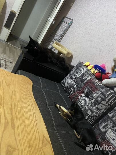 Той-терьер щенок