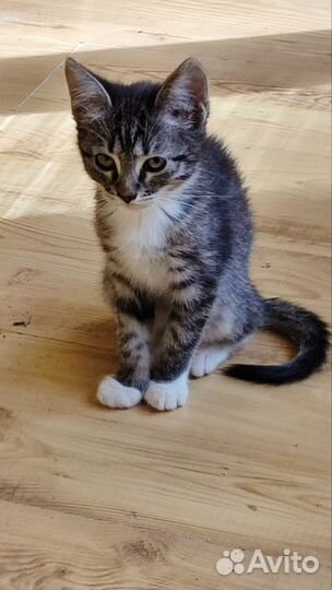 Смешные котики