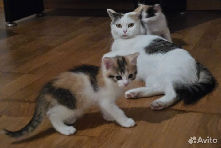 Трехцветный котенок девочка